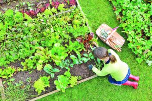 Vegetable Garden, Prepare, Hindi Article