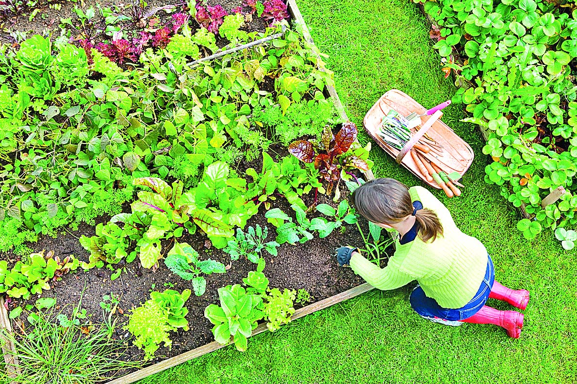 Vegetable Garden, Prepare, Hindi Article