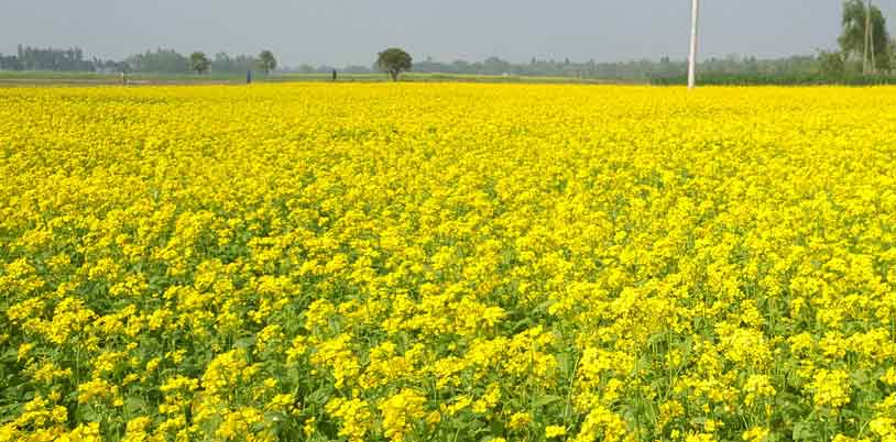 Mustard crop