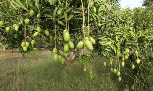 Demand of Mango