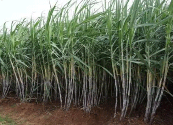Sugarcane Price