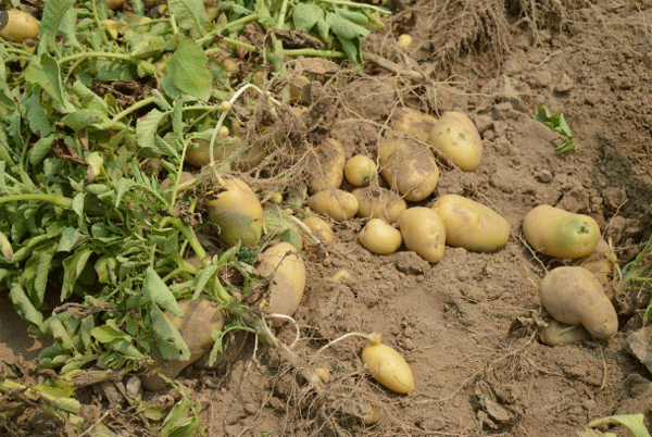 Farmers will now be able to sow potatoes in paddy fields