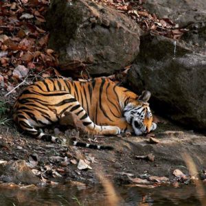 sleeping-tiger sachkahoon