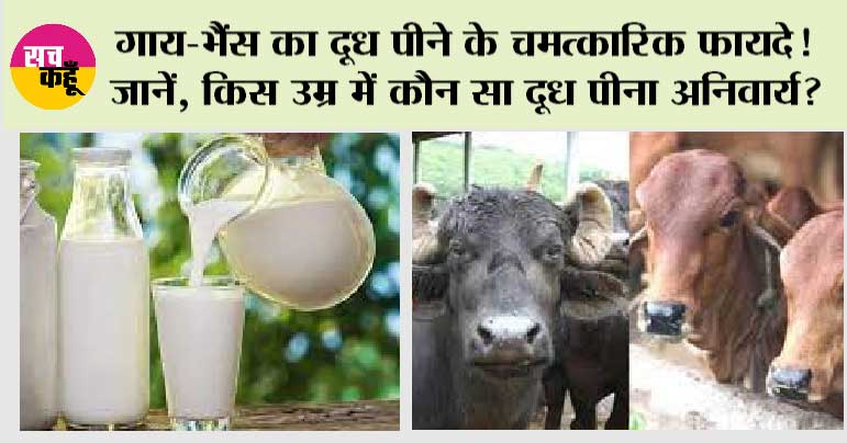 Cow Or Buffalo Which Milk Is Better