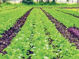 Organic Agriculture