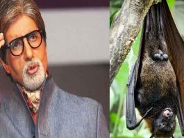 Bats sneak into Amitabh Bachchan's house