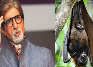 Bats sneak into Amitabh Bachchan's house