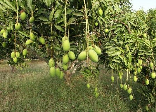 Demand of Mango