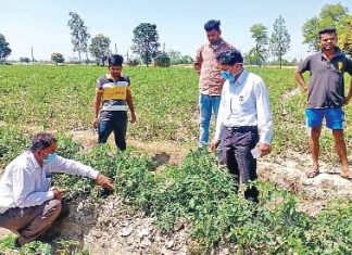 Tomato Crop