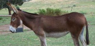 Donkey is able to hear another donkey from a distance of 96 kilometers