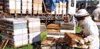 Honey production increased