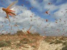 Locust Control