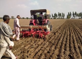 95 percent paddy cultivation is done in village Lohgarh