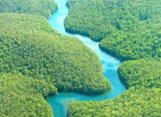 A forest with more than half of it in Bangladesh