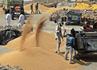 Purchase of Food Grains