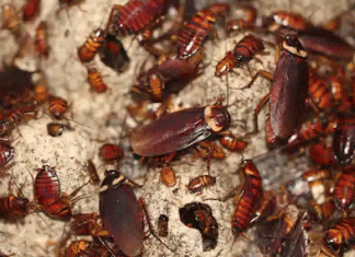 Cockroaches can last up to a month without eating anything - Sach Kahoon