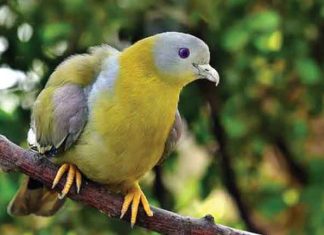 Green Pigeon