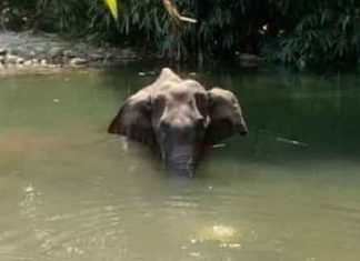 Kerala Female Elephant