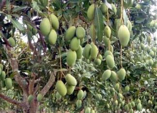 23 varieties of mangoes