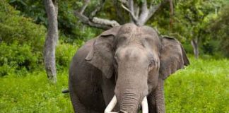 Elephant spends 16 hours a day eating food