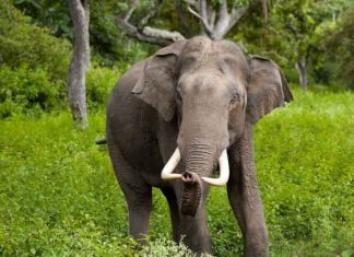 Elephant spends 16 hours a day eating food