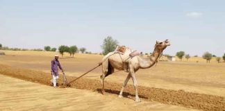 Rajasthan Farmer