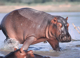 This animal grazes 68 kg of grass at one time