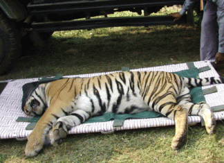 Default of central departments is the main reason for the death of tigers - Singh