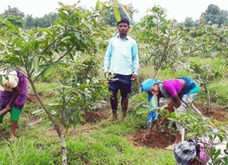 Employment in farms will increase greenery with NREGA