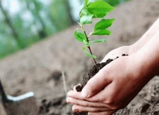 Five lakh saplings to be planted across Haryana