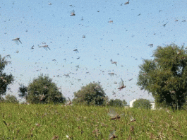 Locust party wreaking havoc on crops again