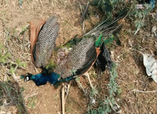 PFA lodges FIR for hunting 119 birds including peacock