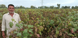 Root rot disease in Narma increases farmers' concern