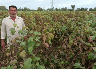 Root rot disease in Narma increases farmers' concern