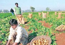 Aloo ki Kheti