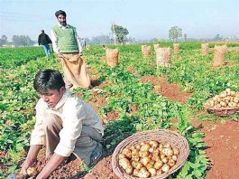 Aloo ki Kheti