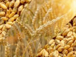 Increase in support price of wheat is insufficient