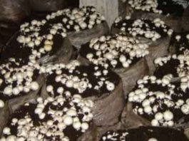 Mushroom Production