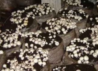 Mushroom Production