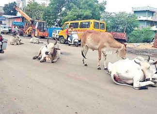 Problem-of-Stray-Animals