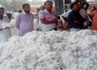 Revealed Embezzlement of lakhs in the name of cuts in cotton purchases