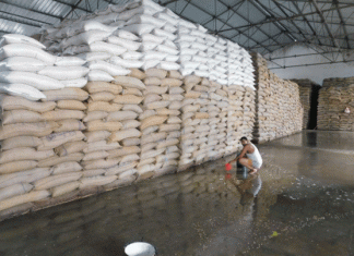 Thousands of quintals of wheat kept in the food and supplies department's warehouse are spoiled!