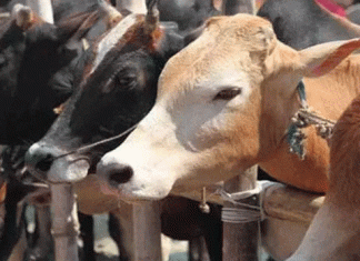 16 lakh families have milk animals in the state Agriculture Minister