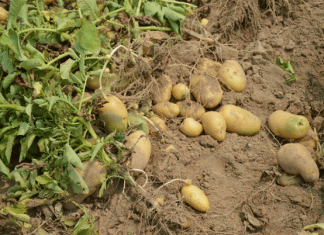 Farmers will now be able to sow potatoes in paddy fields