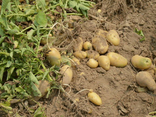 Potatoes