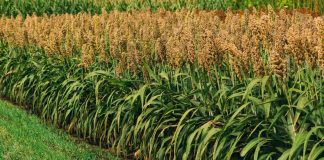 ज्वार की उन्नत किस्म सीएसवी 44 एफ विकसित करने वाले एचएयू वैज्ञानिकों का सम्मान में Sorghum