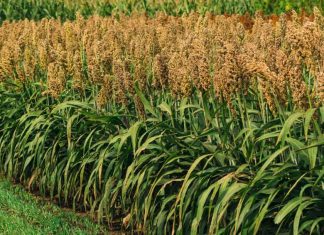 Sorghum