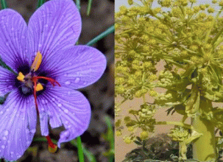 Start of cultivation of asafetida and saffron in Himachal