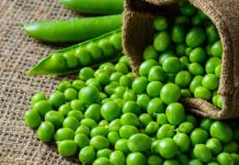 Disease Resistant Peas