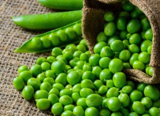 Disease Resistant Peas